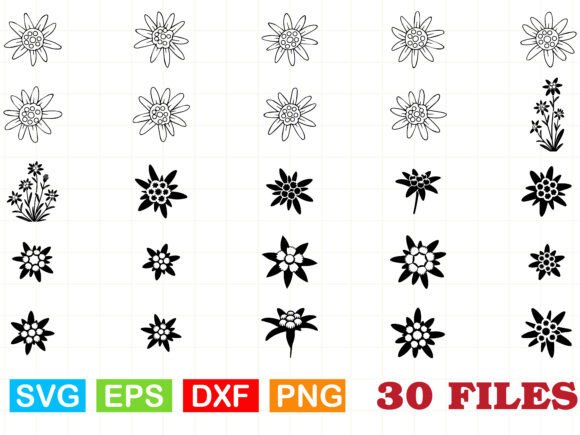 Edelweiss Flower Svg: Premium Graphics & Illustrations