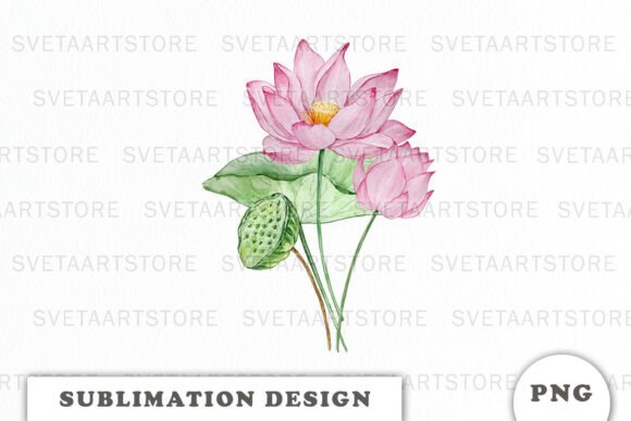 Watercolor Water Lilly Flowers Png: Graphics & Illustrations